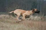 DOGUE ALLEMAND 679